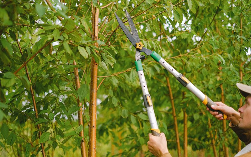 Tree trimming in Minot, ND